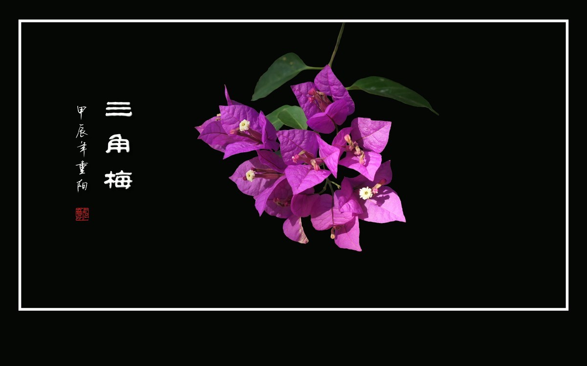 若紫气东来般的三角梅