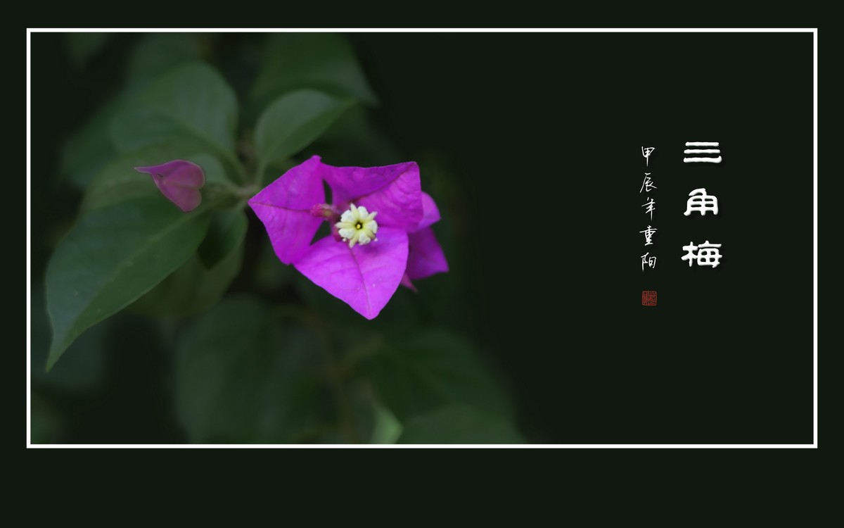 若紫气东来般的三角梅