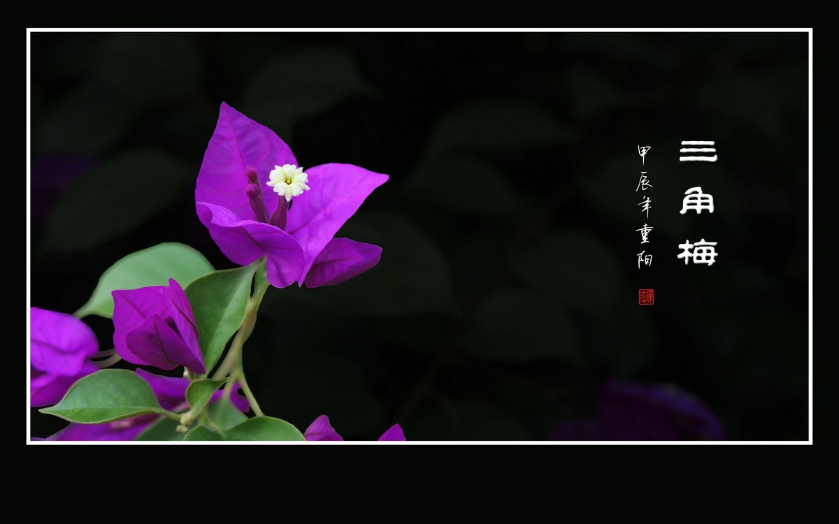 若紫气东来般的三角梅