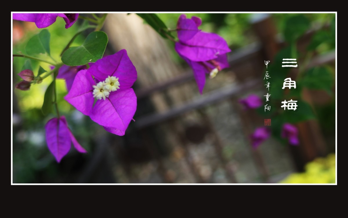 若紫气东来般的三角梅