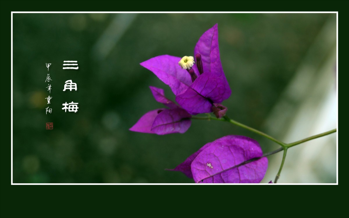 若紫气东来般的三角梅