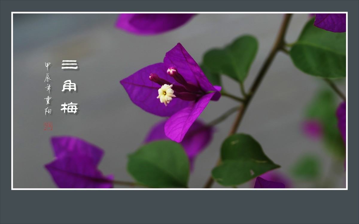 若紫气东来般的三角梅