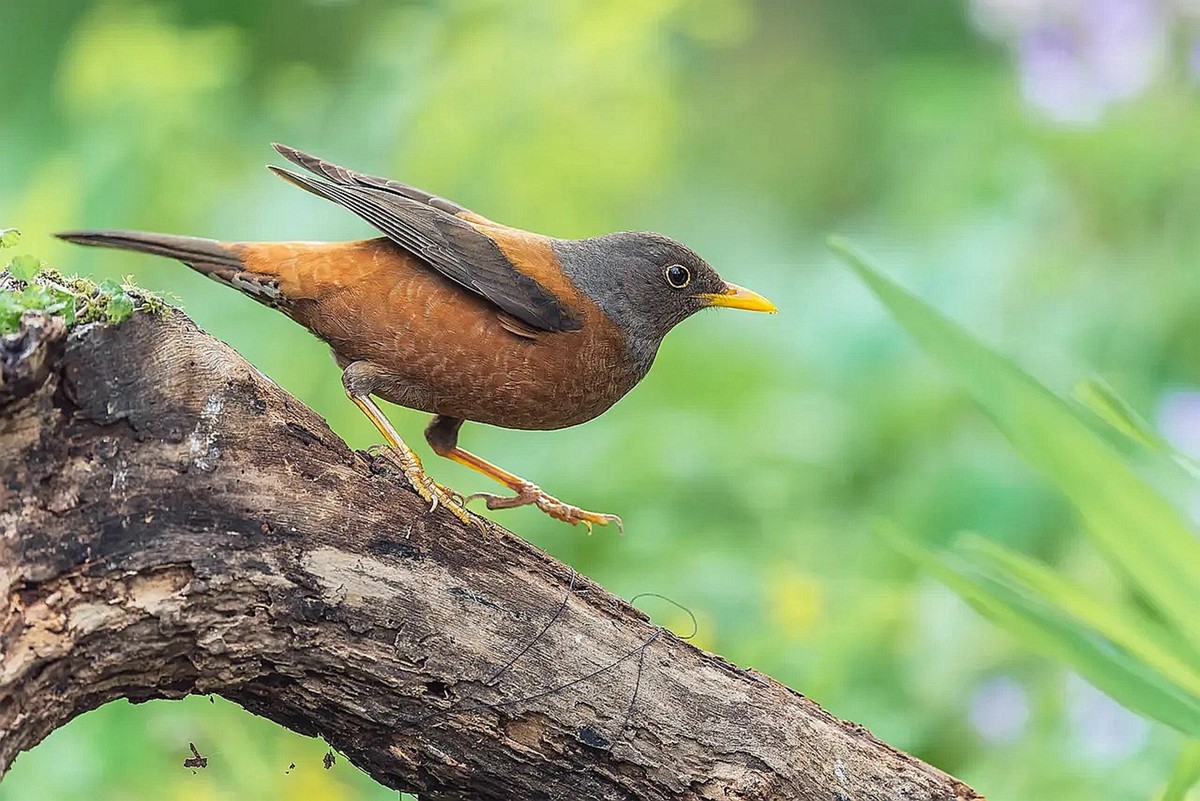 灰头鸫【高速连拍】