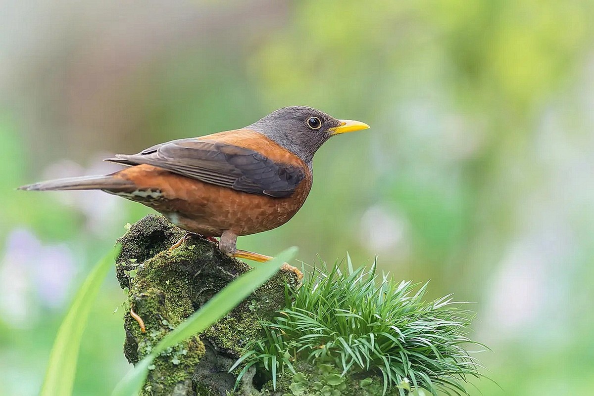 灰头鸫【高速连拍】
