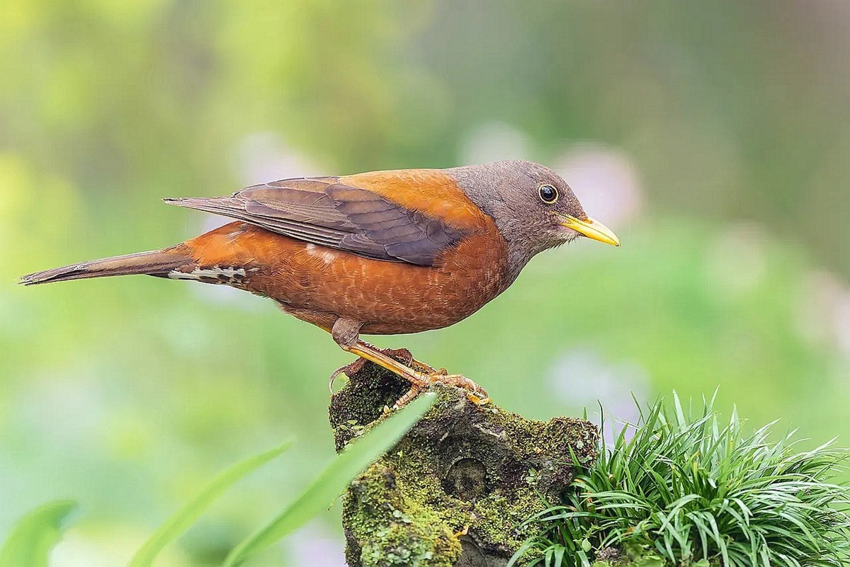灰头鸫【高速连拍】