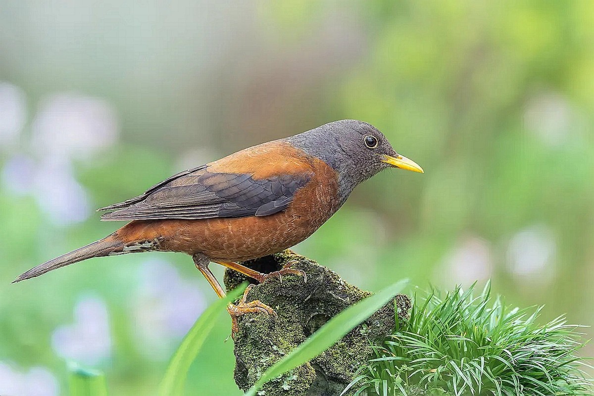 灰头鸫【高速连拍】