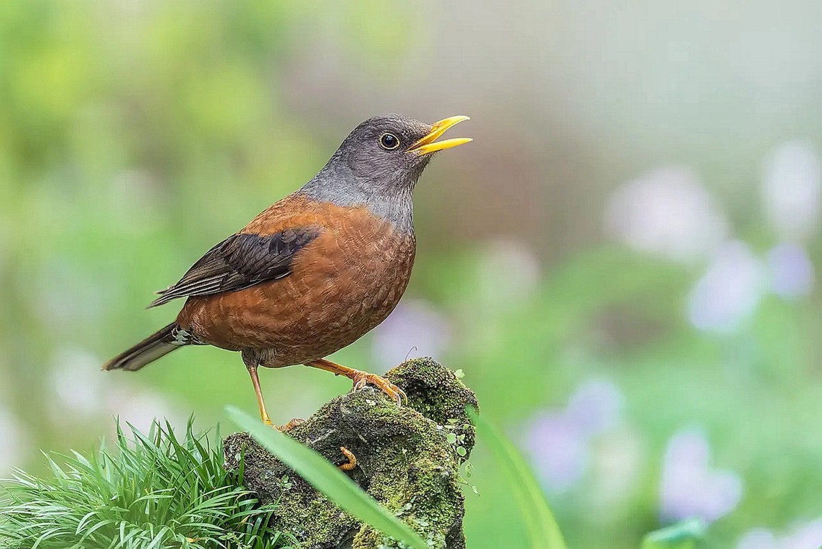 灰头鸫【高速连拍】