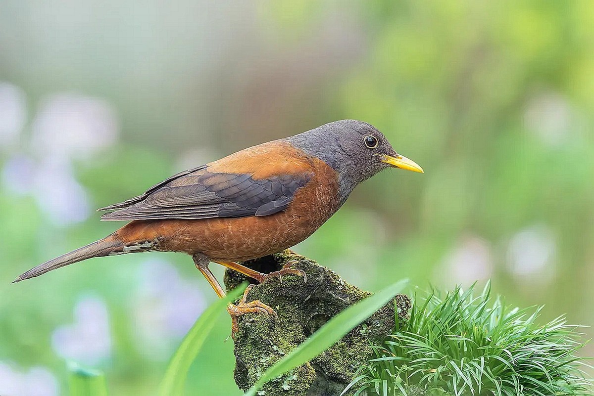 灰头鸫【高速连拍】