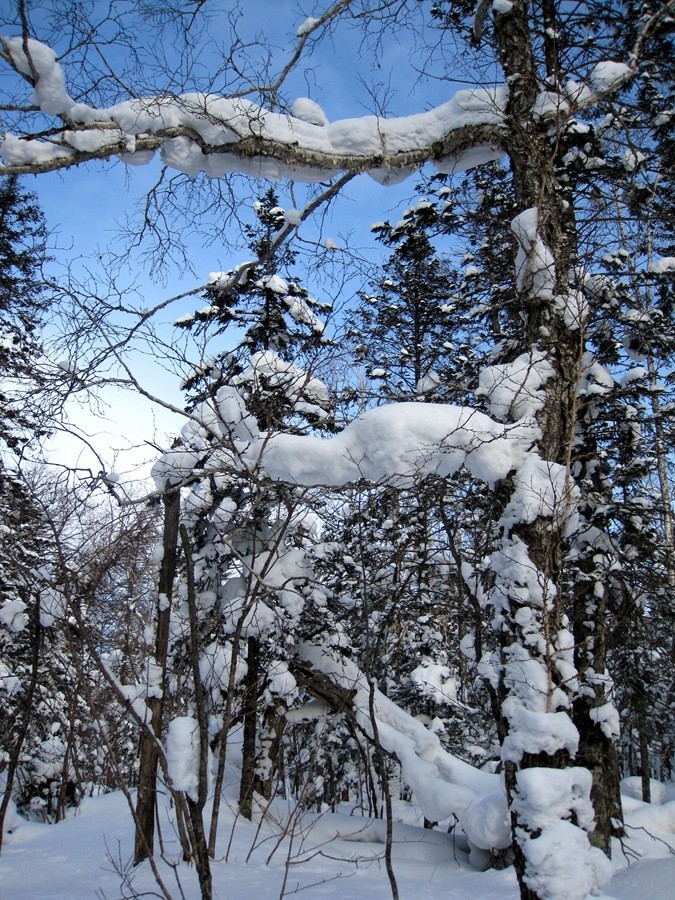《不老松:纪实摄影》雪造型!(大兴鞍岭原始森林的雪!看像什么?) (2)