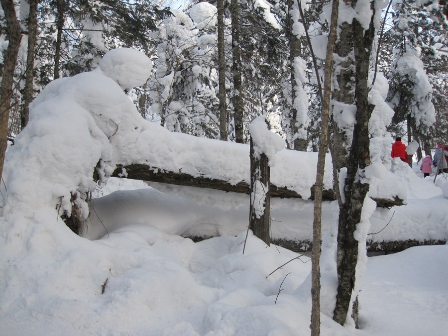 《不老松：纪实摄影》雪造型！（大兴鞍岭原始森林的雪！看像什么？） (2)