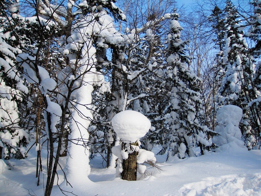 《不老松：纪实摄影》雪造型！（大兴鞍岭原始森林的雪！看像什么？） (2)