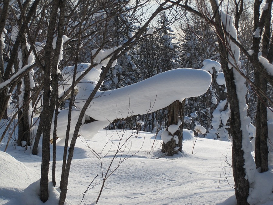 《不老松：纪实摄影》雪造型！（大兴鞍岭原始森林的雪！看像什么？） (2)
