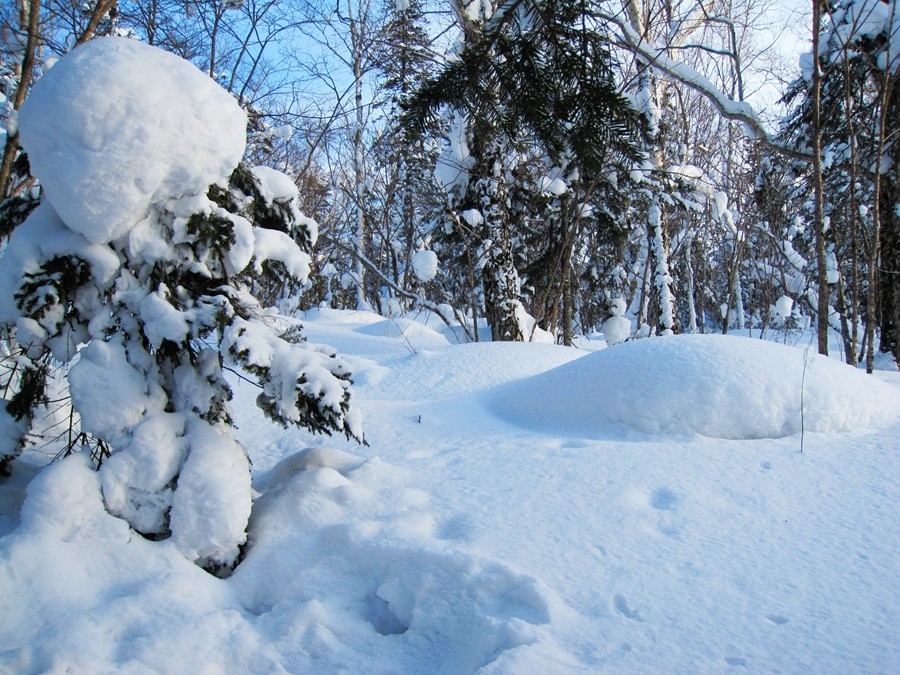 《不老松：纪实摄影》雪造型！（大兴鞍岭原始森林的雪！看像什么？） (2)