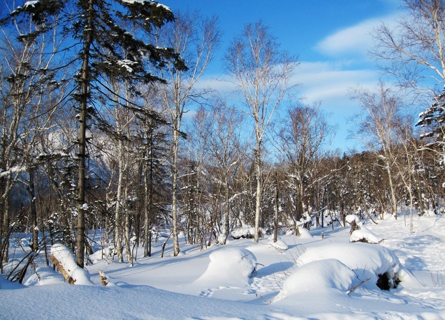 《不老松：纪实摄影》雪造型！（大兴鞍岭原始森林的雪！看像什么？） (2)