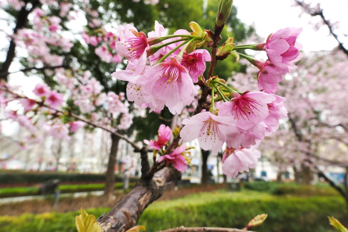 【樱】姿飒爽 春意萌萌2025——摄于上海雕塑公园