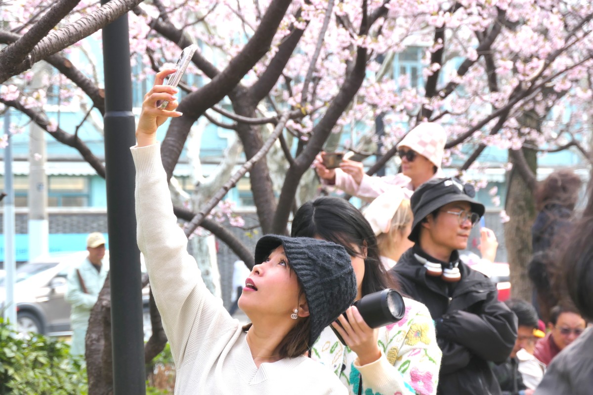 【樱】姿飒爽 春意萌萌2025——摄于上海雕塑公园