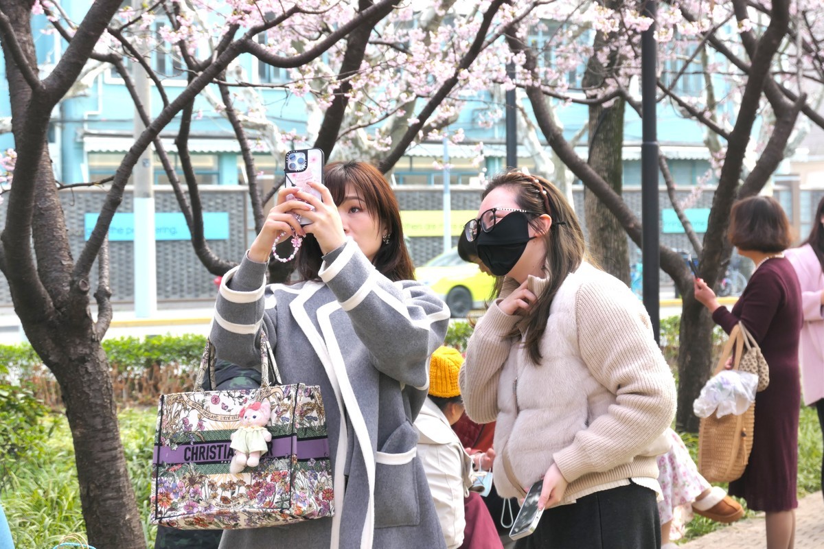 【樱】姿飒爽 春意萌萌2025——摄于上海雕塑公园