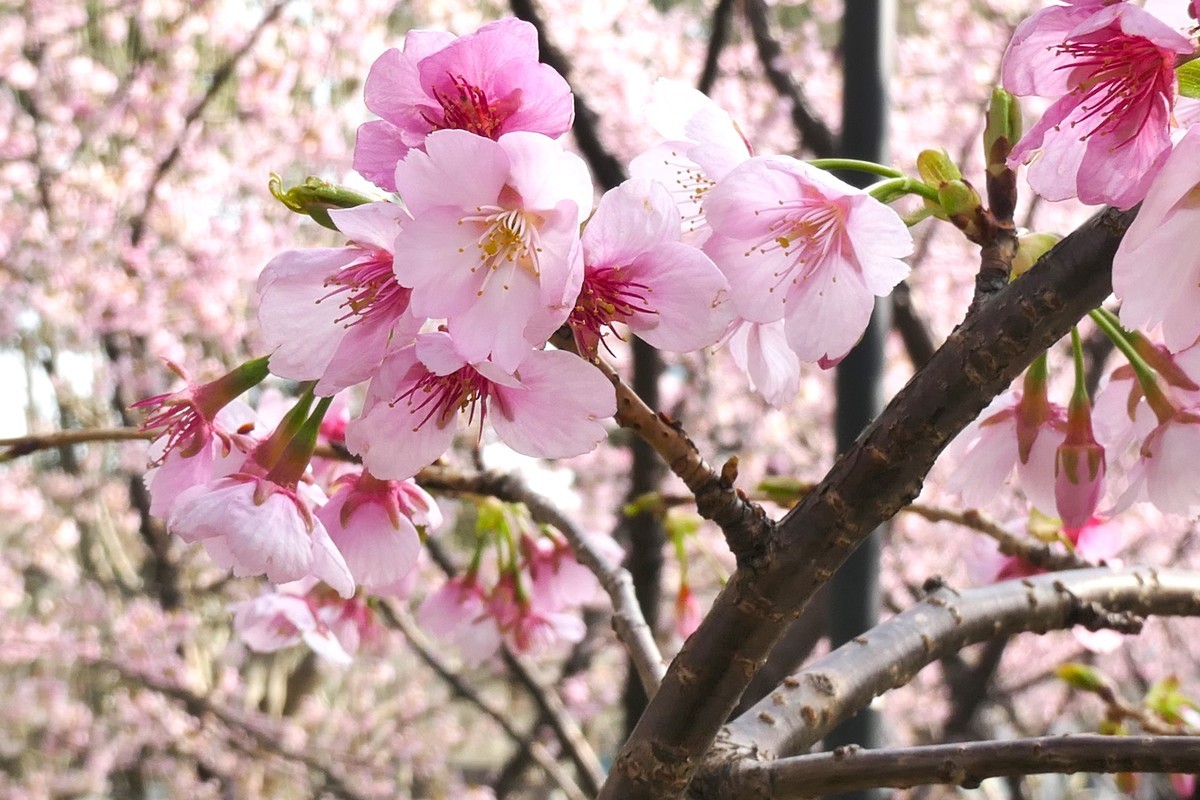 【樱】姿飒爽 春意萌萌2025——摄于上海雕塑公园