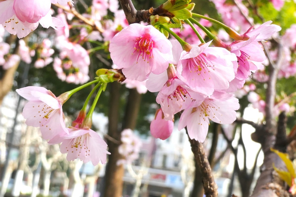 【樱】姿飒爽 春意萌萌2025——摄于上海雕塑公园