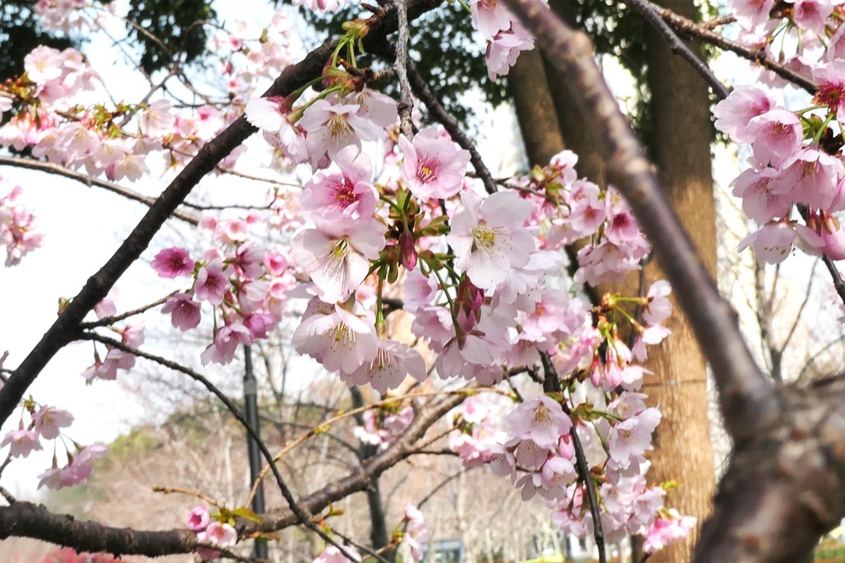 【樱】姿飒爽 春意萌萌2025——摄于上海雕塑公园