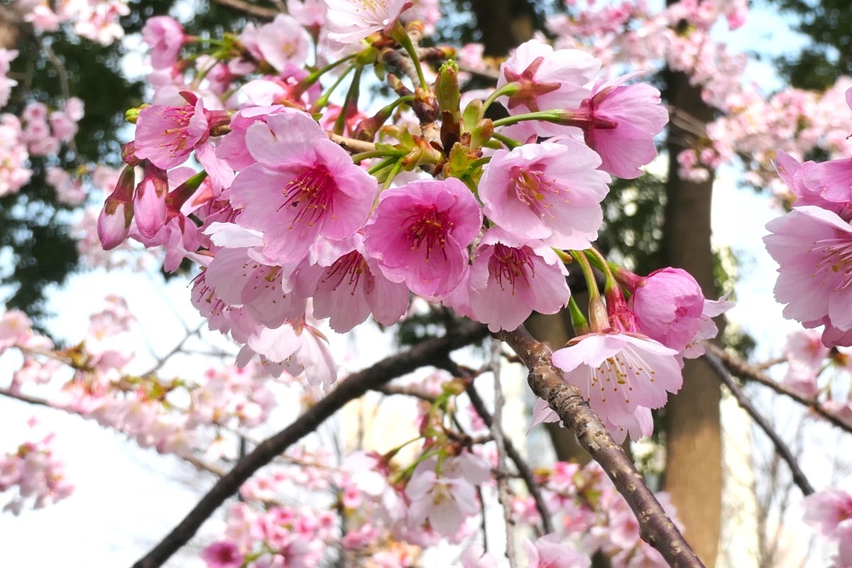 【樱】姿飒爽 春意萌萌2025——摄于上海雕塑公园