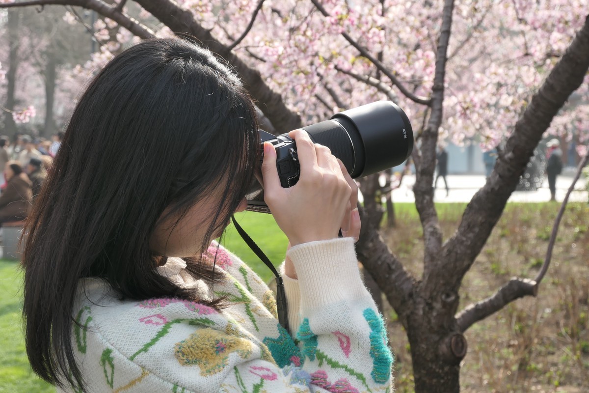 【樱】姿飒爽 春意萌萌2025——摄于上海雕塑公园