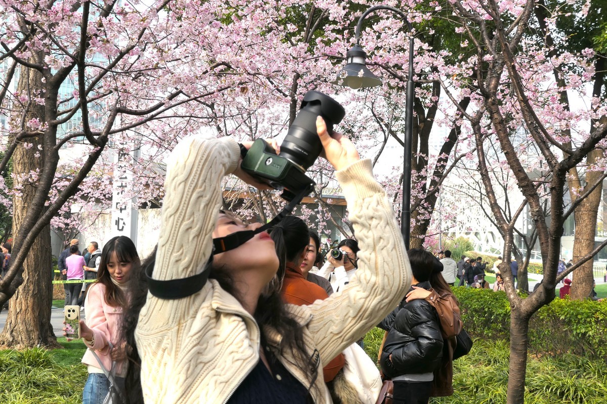 【樱】姿飒爽 春意萌萌2025——摄于上海雕塑公园