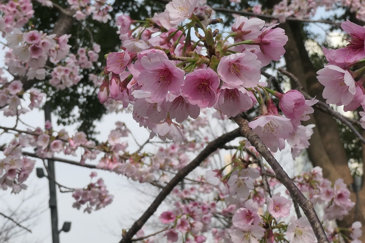 【樱】姿飒爽 春意萌萌2025——摄于上海雕塑公园