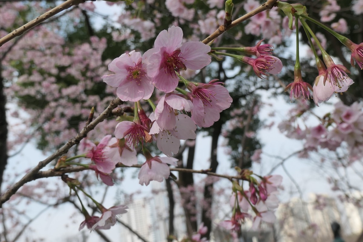 【樱】姿飒爽 春意萌萌2025——摄于上海雕塑公园