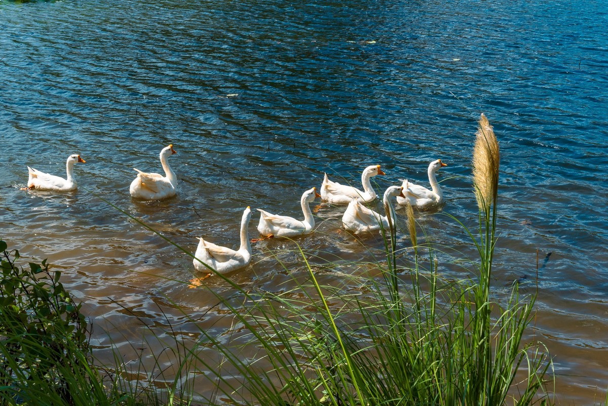 文山普者黑风光（四）