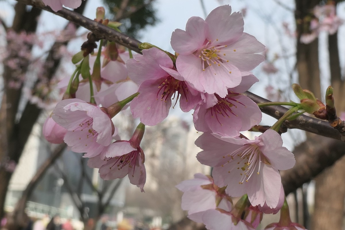 【樱】姿飒爽 春意萌萌2025——摄于上海雕塑公园