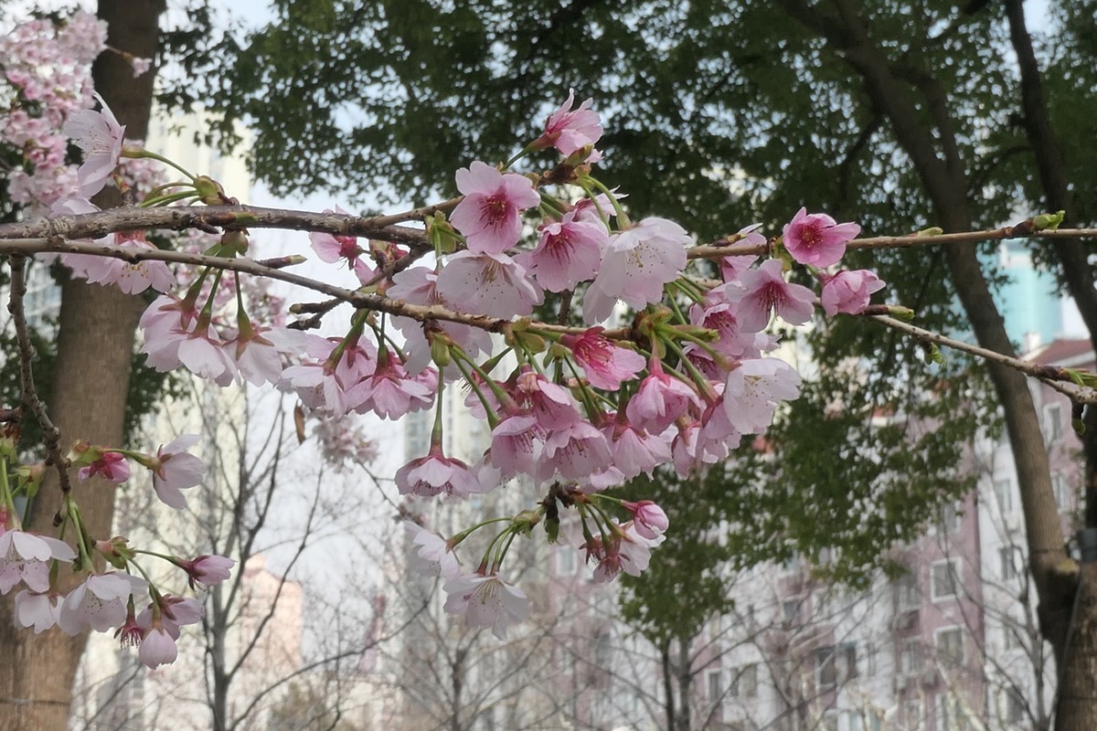 【樱】姿飒爽 春意萌萌2025——摄于上海雕塑公园