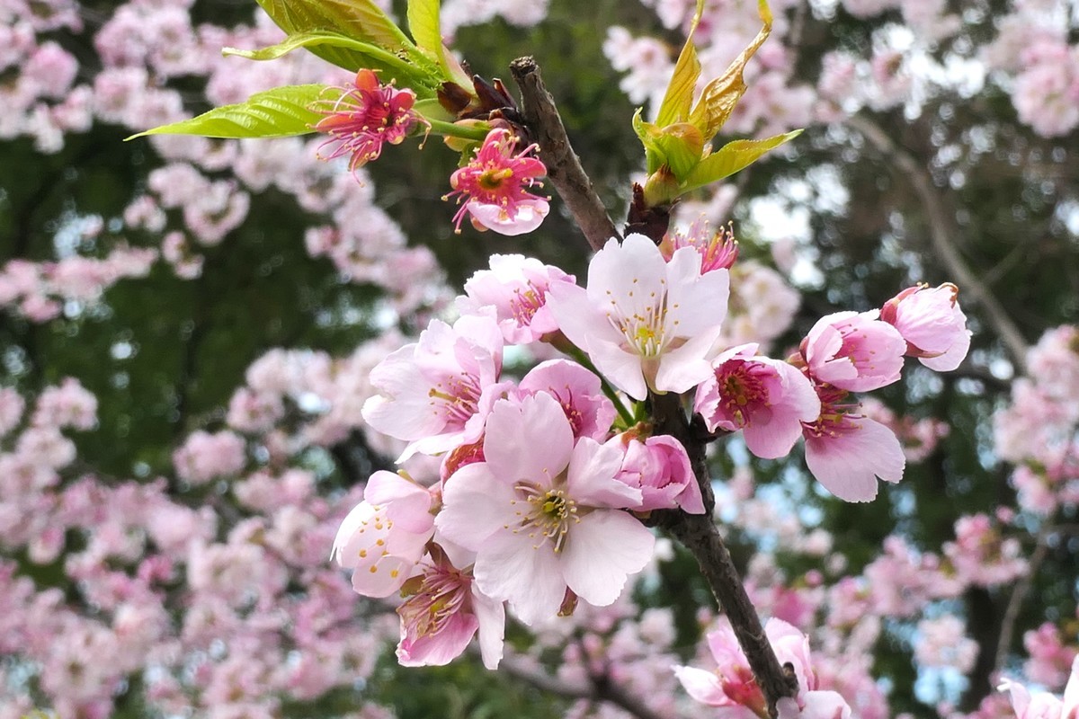 【樱】姿飒爽 春意萌萌2025——摄于上海雕塑公园