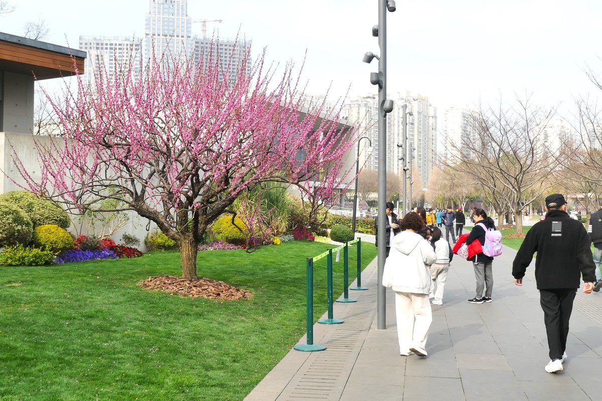 【樱】姿飒爽 春意萌萌2025——摄于上海雕塑公园