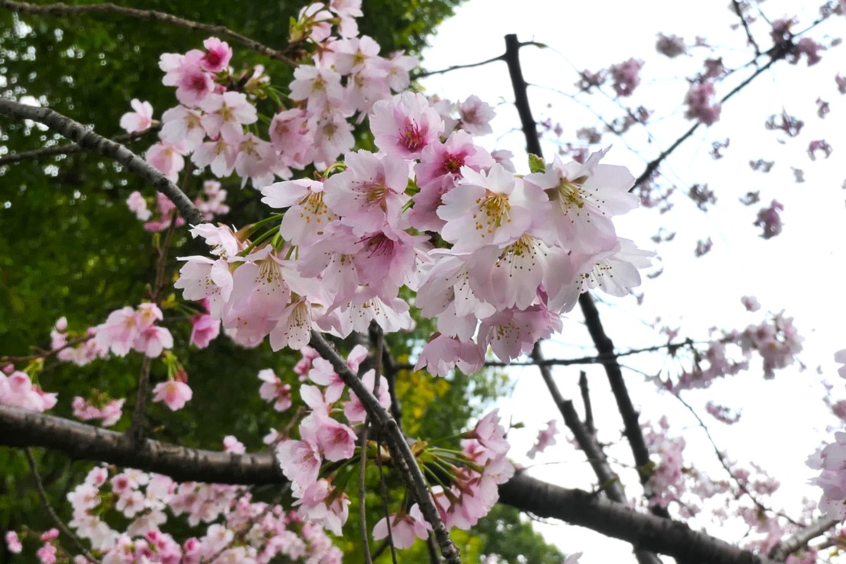 【樱】姿飒爽 春意萌萌2025——摄于上海雕塑公园