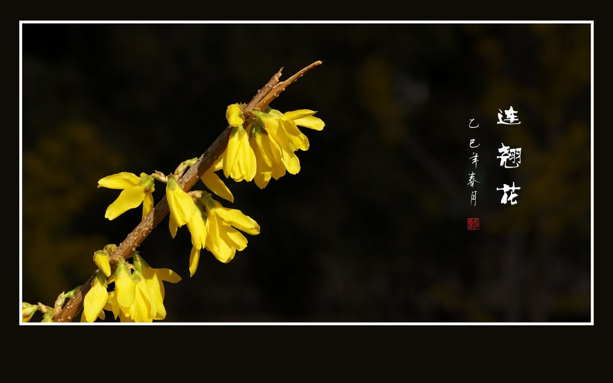金光闪闪的连翘花
