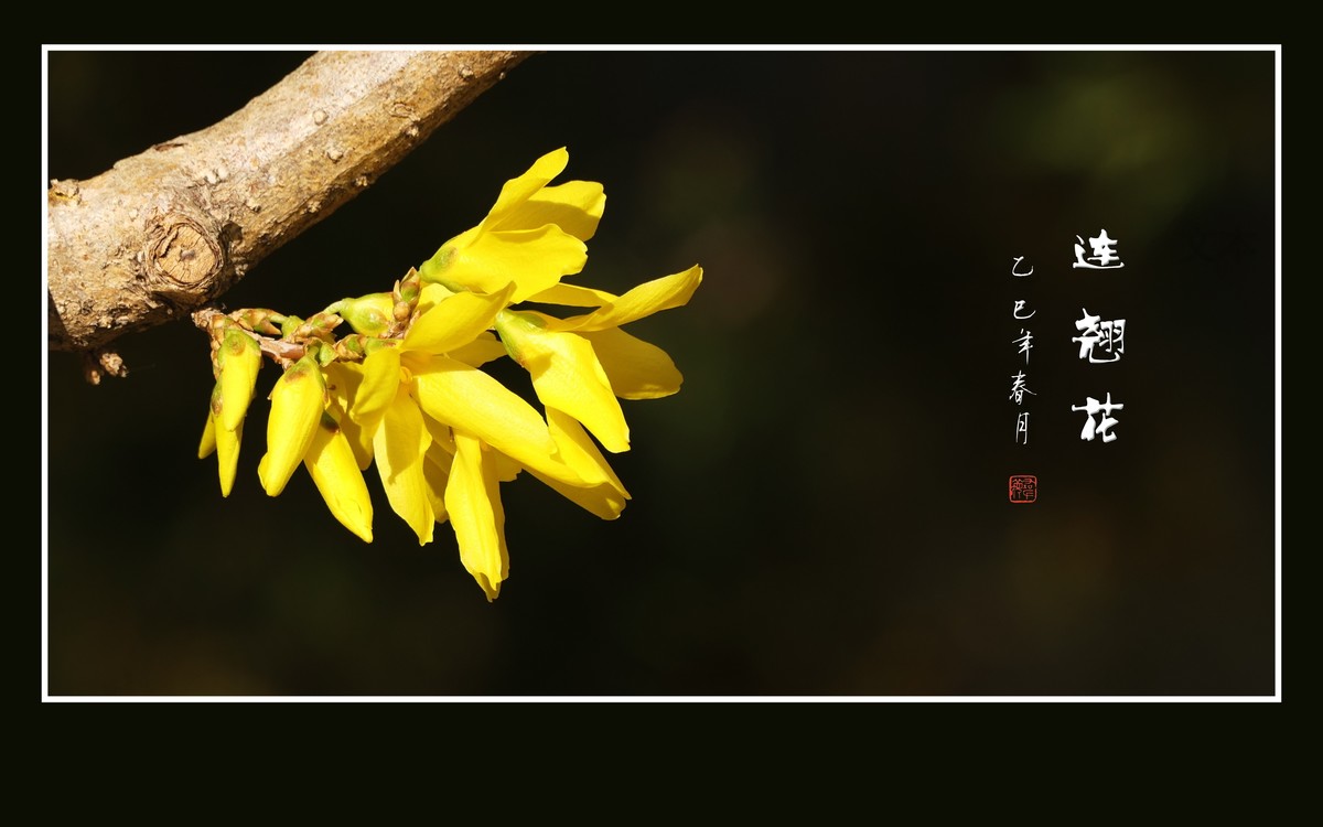 金光闪闪的连翘花