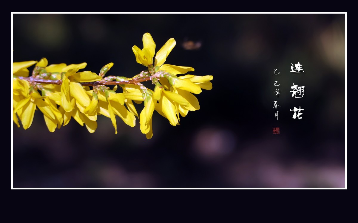 金光闪闪的连翘花