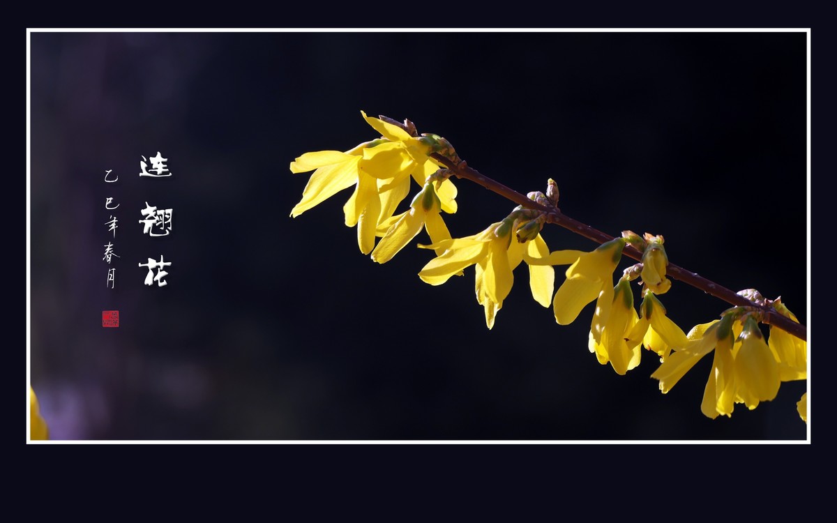 金光闪闪的连翘花