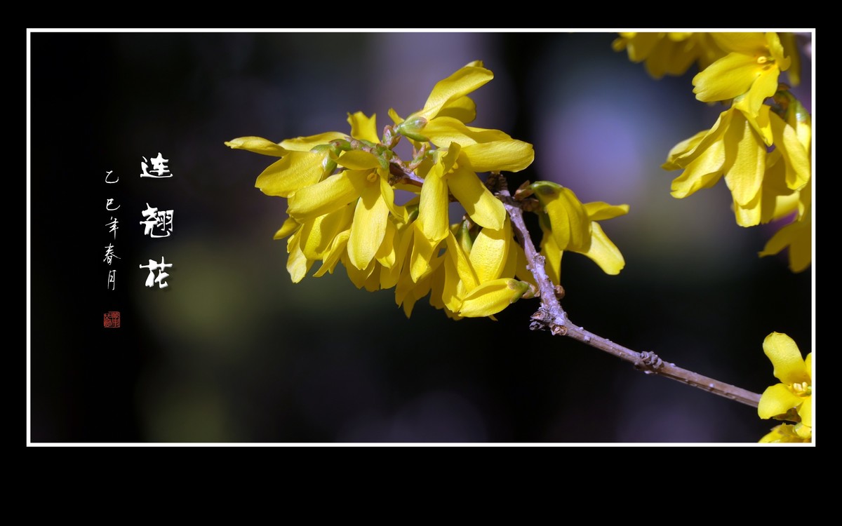 金光闪闪的连翘花
