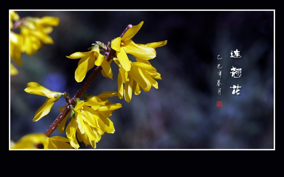 金光闪闪的连翘花