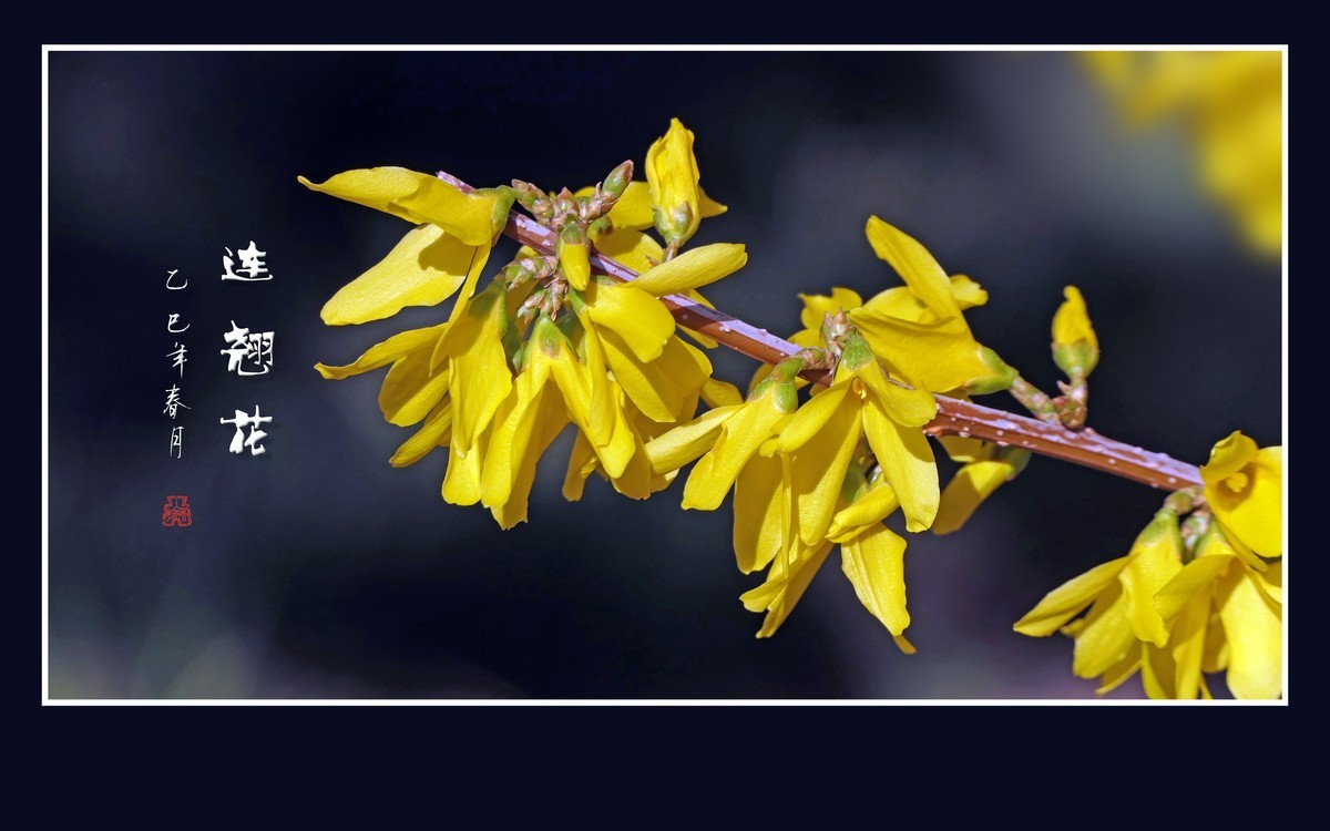 金光闪闪的连翘花