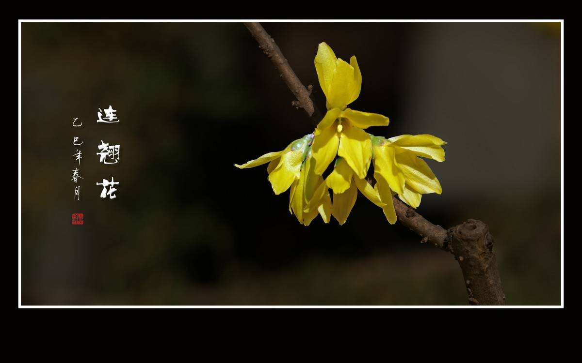 金光闪闪的连翘花