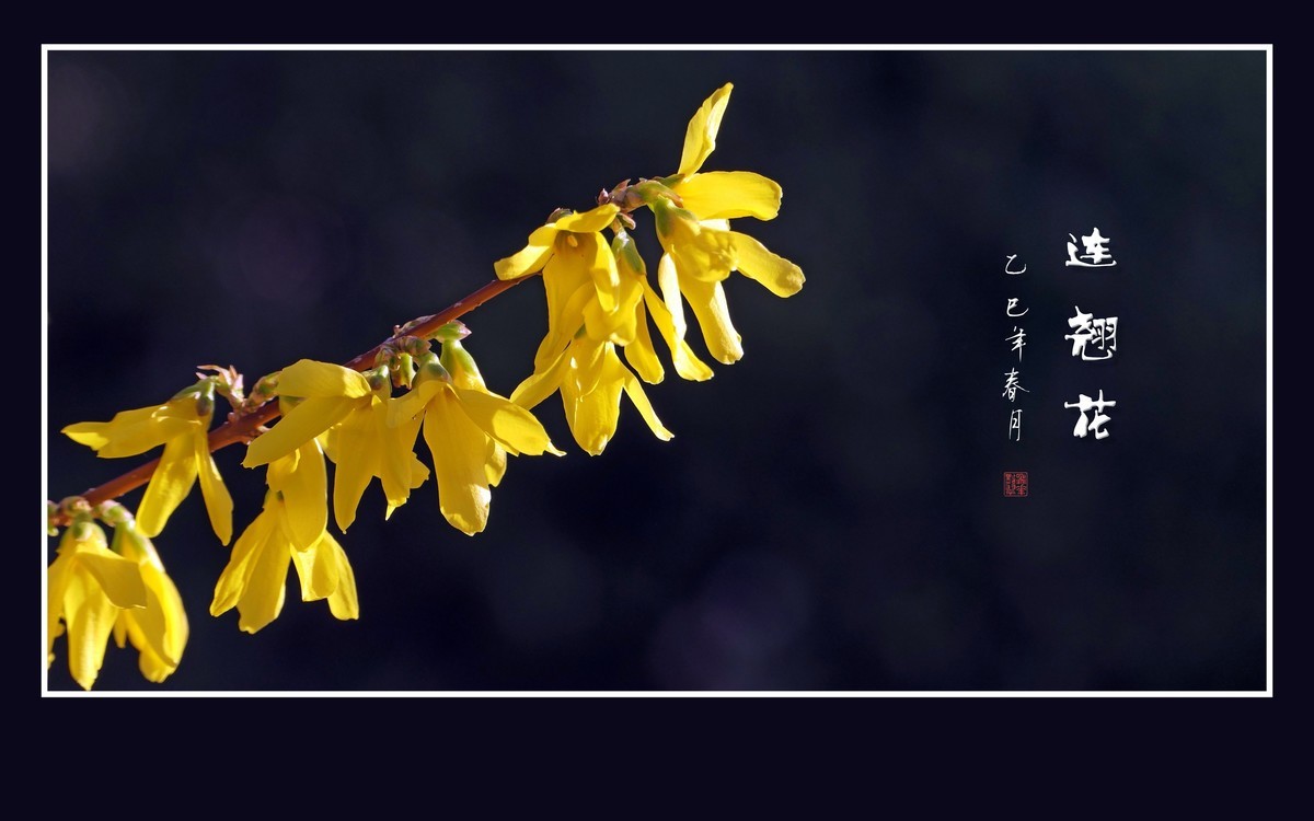 金光闪闪的连翘花