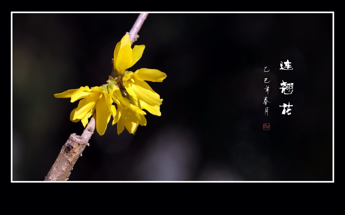 金光闪闪的连翘花