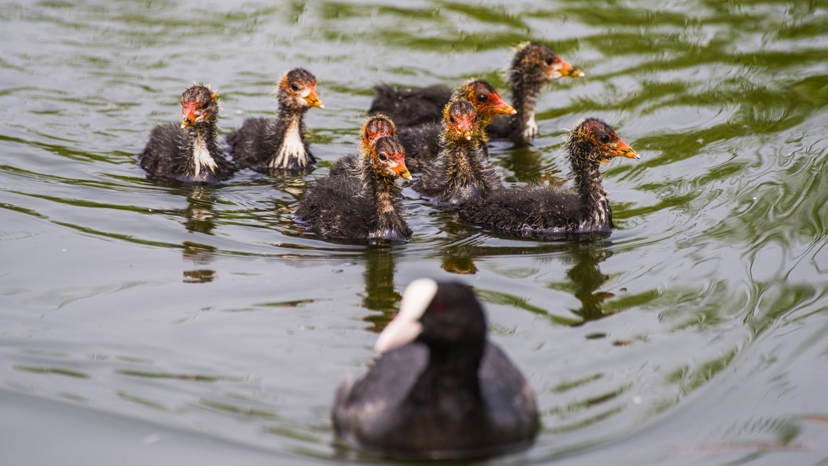 24 年 春 ------ 湿 地 精 灵 （ 九 ）