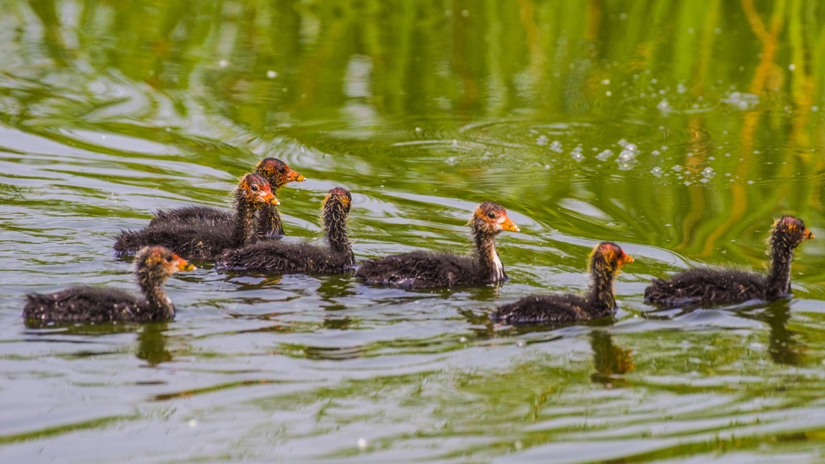24 年 春 ------ 湿 地 精 灵 （ 九 ）