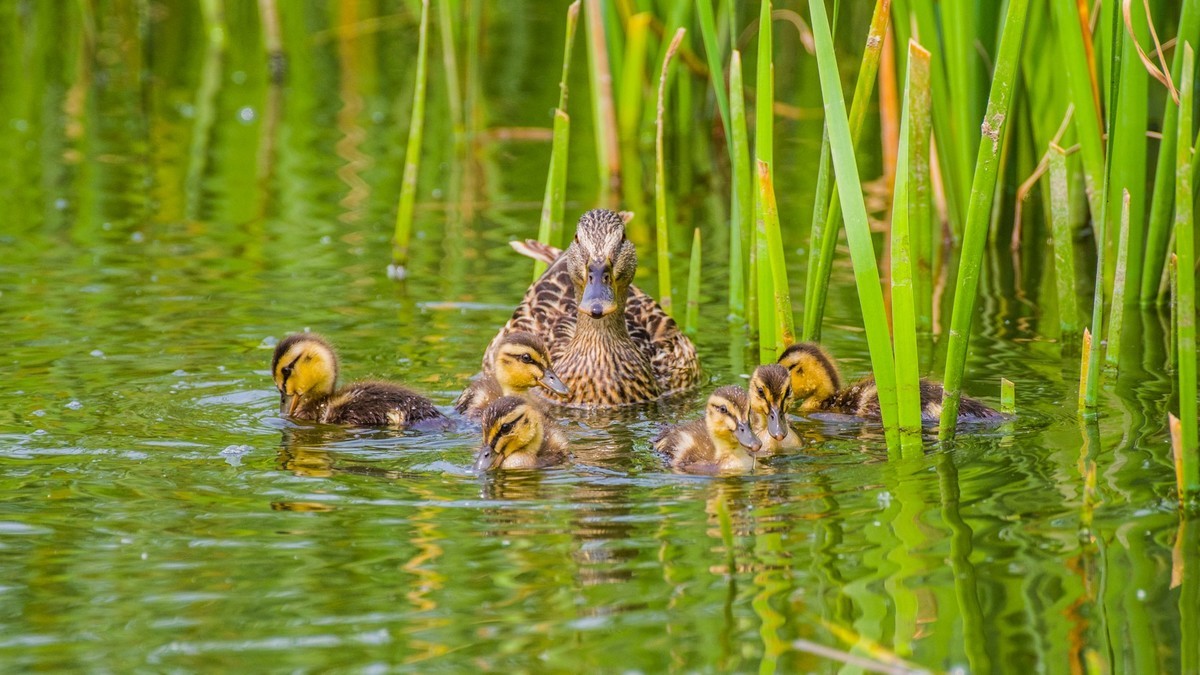 24 年 春 ------ 湿 地 精 灵 （ 九 ）