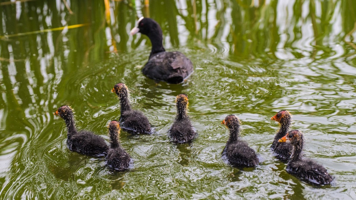 24 年 春 ------ 湿 地 精 灵 （ 九 ）