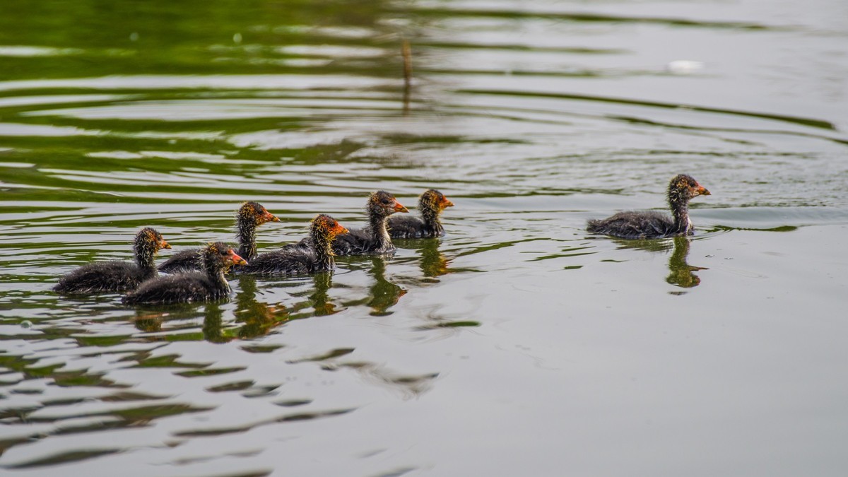 24 年 春 ------ 湿 地 精 灵 （ 九 ）